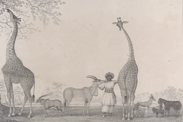 Le maestose e graziose giraffe, o cameleopardi, con alcuni rari animali della gazzella
