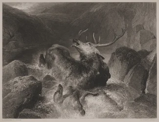 La morte del cervo, inciso da John Cousen