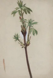 Studio di piante