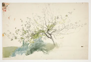 Schizzo di un albero