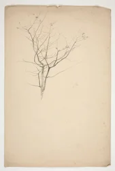 Schizzo di rami di albero in germoglio