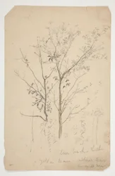 Schizzo di due alberi