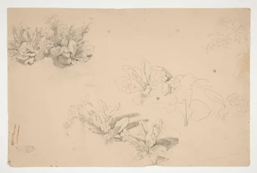 Studi di Fiori
