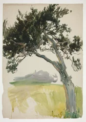 Studio di un albero e campo