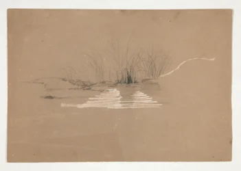 Alberi sulla riva del fiume (?)