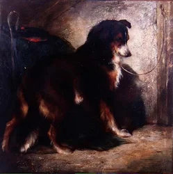 Il collie del pastore