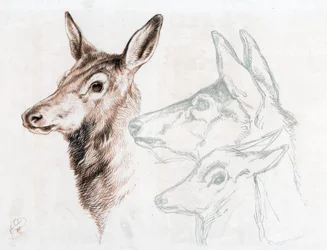 Facsimile di un disegno di Sir E Landseer, 1874