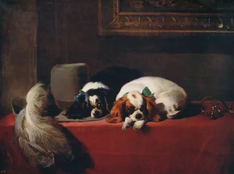 Cavalier King Charles Spaniel, gli animali domestici dei cavalieri, 1845, ca. 1915