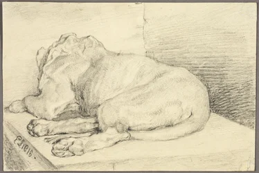 Leone sdraiato, da dietro