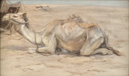Cammello al campo degli artisti con beduini