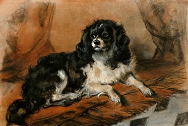 Un cane King Charles Spaniel