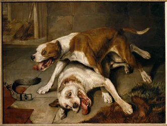 Chiens se battant, reprenant leur souffle - cani da combattimento in pausa per respirare ...