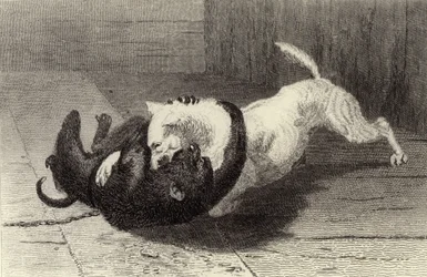 Esempio X, cane che combatte con una scimmia