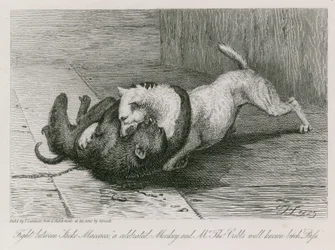 Combattimento tra Jacco Macacco, una scimmia celebre, e la cagna ben nota di Mr Thomas Cubb, Puss