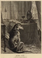 Alta società