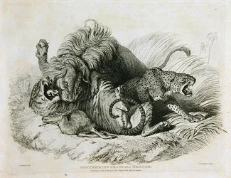 Gruppo contendenti dalla natura, tavola 6 da Venti incisioni di leoni, tigri, pantere e leopardi... inciso da Thomas Landseer, 1823