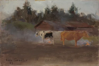 Mucche nel fumo di torba, studio