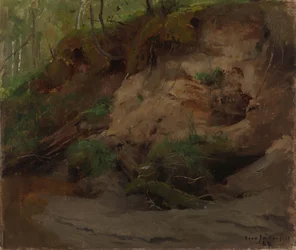 Foresta con un pendio sabbioso