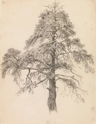 Cima di pino