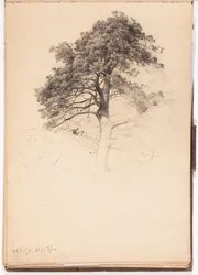 Cima di un pino, pagina dallo schizzo di Järnefelt