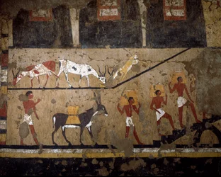 Antichità egizia: il trasporto del grano sul dorso di muli e schiavi. Affresco della tomba della Regina Neferou III. XII dinastia. 2200-2000 a.C. Da El Ghebelen. Torino, Museo Egizio