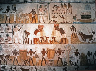 ARTE EGIZIANA: Scena di raccolta. Pittura murale nella Tomba di Menna a Elwe..., ca. 1400 a.C. (pietra calcarea)