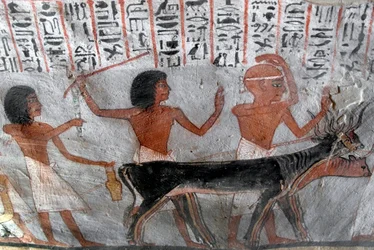Antichità egizia: personaggi che conducono teste di bestiame. Dipinto della Tomba di Roy (TT255). XVIII dinastia. Dalla riva occidentale di Luxor, Egitto