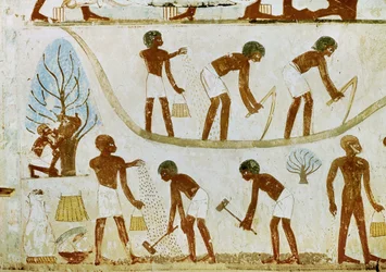 Contadini che rompono il terreno, seminano e arano (pittura murale)