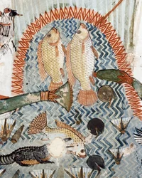 Pesce, (dettaglio) dalla scena di caccia e pesca nelle paludi, affresco, parete nord, camera longitudinale, Tomba Tebana TT69, Sheikh Abd el-Qurna, Tebe (Patrimonio dell