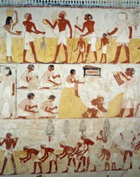Raccolta del raccolto, trebbiatura e ventilazione del grano (dettaglio), affreschi nel vestibolo della Tomba di Menna, Necropoli di Sheikh Abd el Qurnah, Luxor, Tebe (Lista del Patrimonio Mondiale Unesco)