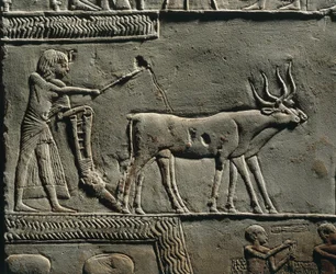 Horemheb che ara la terra nei Campi di Iaru. Rilievo dalla tomba di Horemheb a Saqqara, dettaglio.