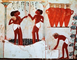 Illustrazione della vita rurale quotidiana: spennare polli e vendemmia, dalla tomba di Nakht a Tebe