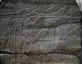 Piante e animali riportati dalla spedizione di Thutmose III in Siria nel 1465 a.C., (dettaglio), rilievo, sala nota come il Giardino Botanico, Tempio di Amon, complesso del tempio di Karnak, Civiltà Egizia, Nuovo Regno, Dinastia XVIII
