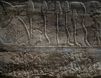 Piante riportate dalla spedizione di Thutmose III in Siria nel 1465 a.C., dettaglio del rilievo, sala conosciuta come il cosiddetto Giardino Botanico, Tempio di Amon, Complesso del Tempio di Karnak, Civiltà Egizia, Nuovo Regno, XVIII dinastia