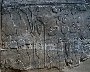 Rappresentazioni di piante e animali portati dalla Siria da Thutmose III nel 1465 a.C., dettaglio del rilievo, sala conosciuta come Giardino Botanico, complesso del tempio di Karnak (Lista del Patrimonio Mondiale UNESCO)