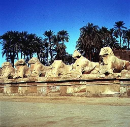 Viale di sfingi con testa di ariete lungo la Via Processionale verso il Grande Tempio di Amon, Nuovo Regno
