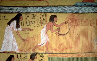 (dettaglio) di una scena di raccolto sulla parete est, dalla tomba di Sennedjem, Il Villaggio dei Lavoratori, Nuovo Regno