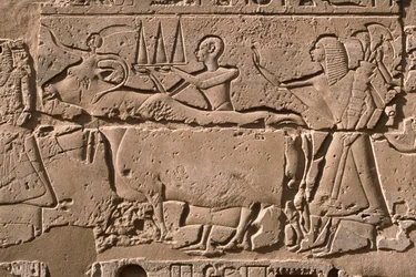 Dettaglio di un rilievo che raffigura uomini che conducono una mucca, cortile di Ramesses II (1298-32 a.C.)