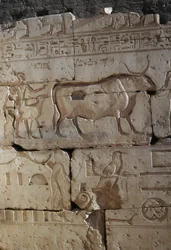 Rilievo, Tempio di Ramses II, Abido, Egitto, civiltà egizia, Nuovo Regno, Dinastia XIX
