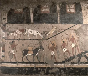 Scena agricola, pittura murale rimossa dalla mastaba di Ti a Saqqara, Antico Regno, ca. 2494-2345 a.C.