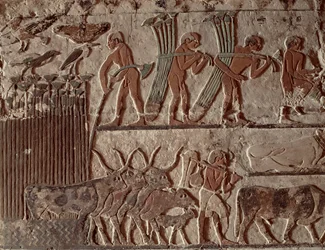 Raccolta di papiro e un gruppo di mucche, Antico Regno (affresco)