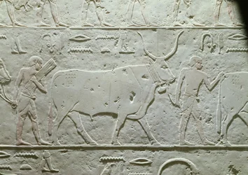 Mandriano che guida un toro, dettaglio dalla Mastaba di Akhethotep, da Saqqara, Antico Regno, c.2500 a.C.