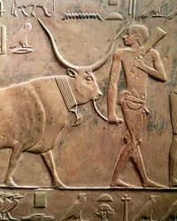 Rilievo che raffigura un contadino che conduce una mucca al sacrificio, dalla Mastaba di Ptah-Hotep e Akhti-Hotep, Antico Regno