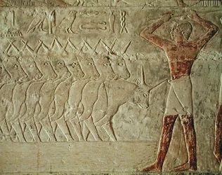 Rilievo che raffigura un mandriano che incoraggia un gruppo di bovini, dalla Mastaba di Mereruka, Antico Regno