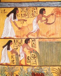 Dettaglio di una scena di raccolta sul Muro Est, dalla Tomba di Sennedjem, Il Villaggio dei Lavoratori