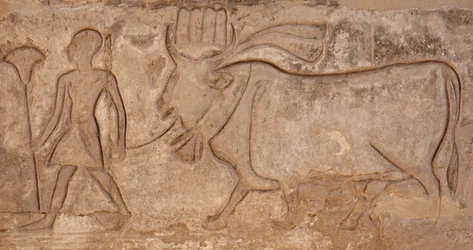 Uomo che tira una mucca, Tempio di Horus, Edfu