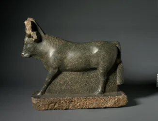 Toro Apis