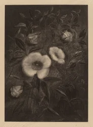 Rose Selvatiche