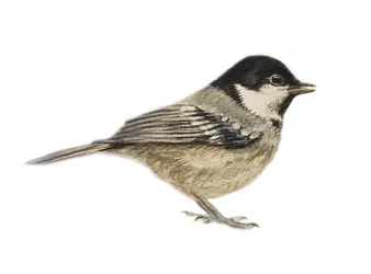 Coal Tit, 2019 (acquerello e matita)