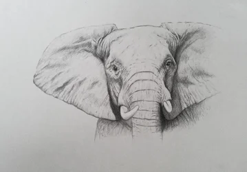 Elefante, 2011 (acquerello e matita su carta)